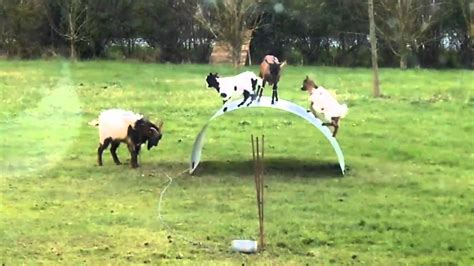 goats playing on metal sheet|Video: Fun.